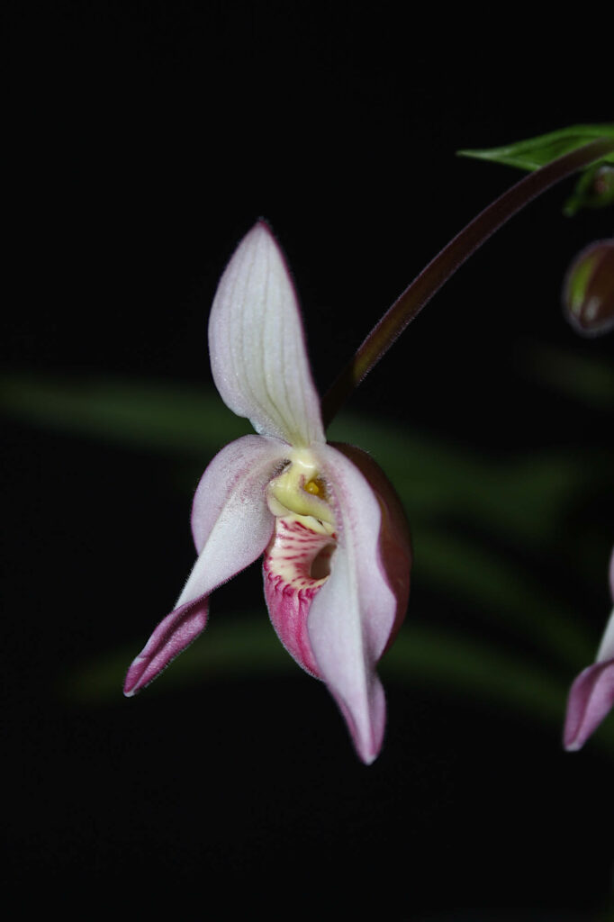Phragmipedium Wössner Rosenrot
