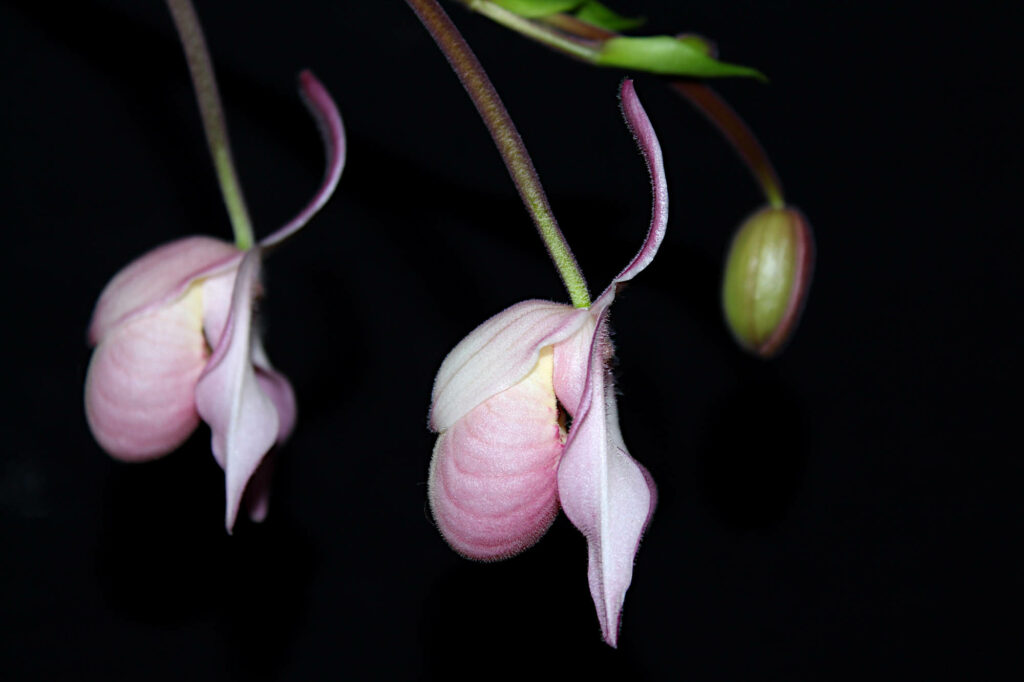 Phragmipedium Wössner Rosenrot