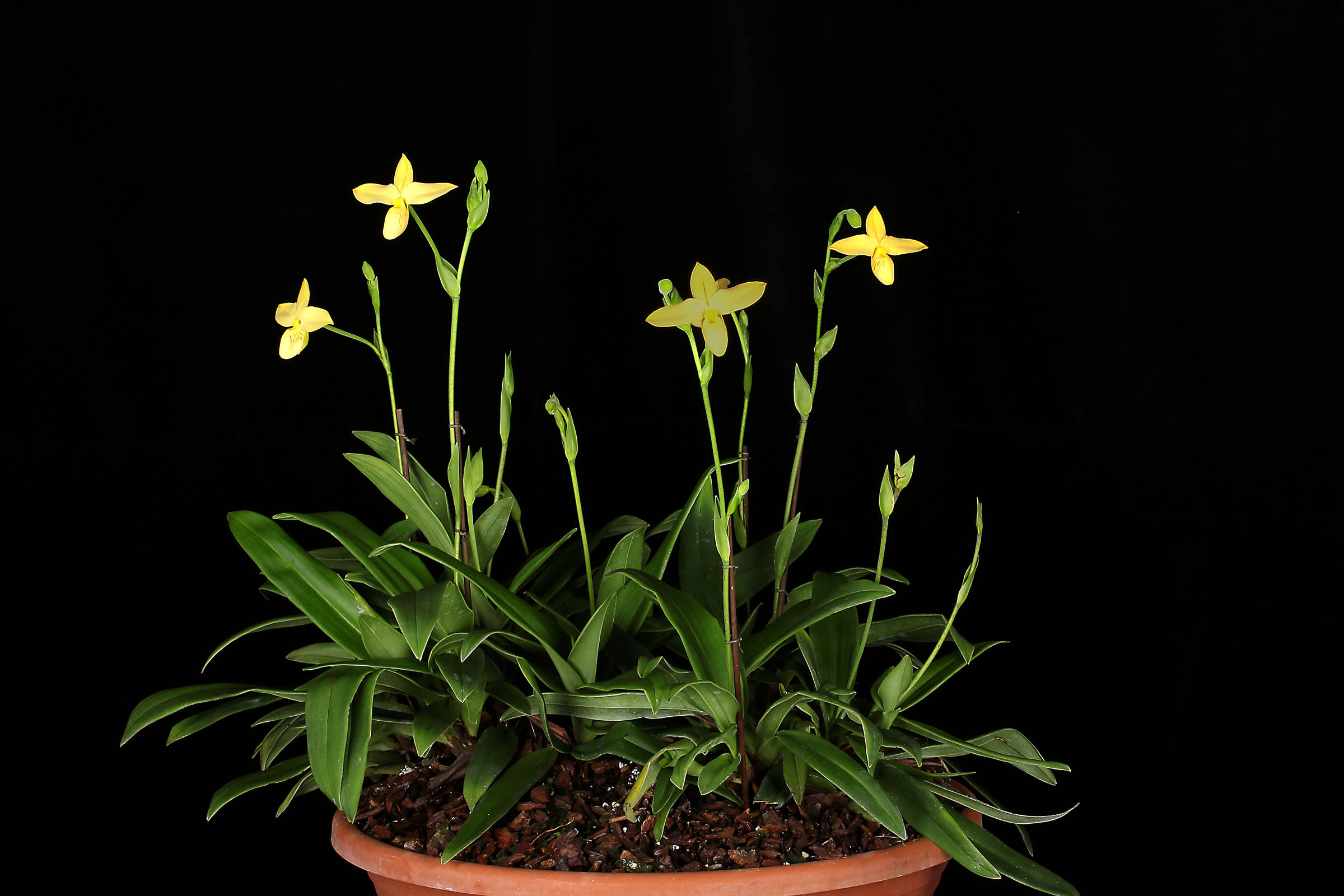 Phragmipedium besseae f. flavum 'Wössen'