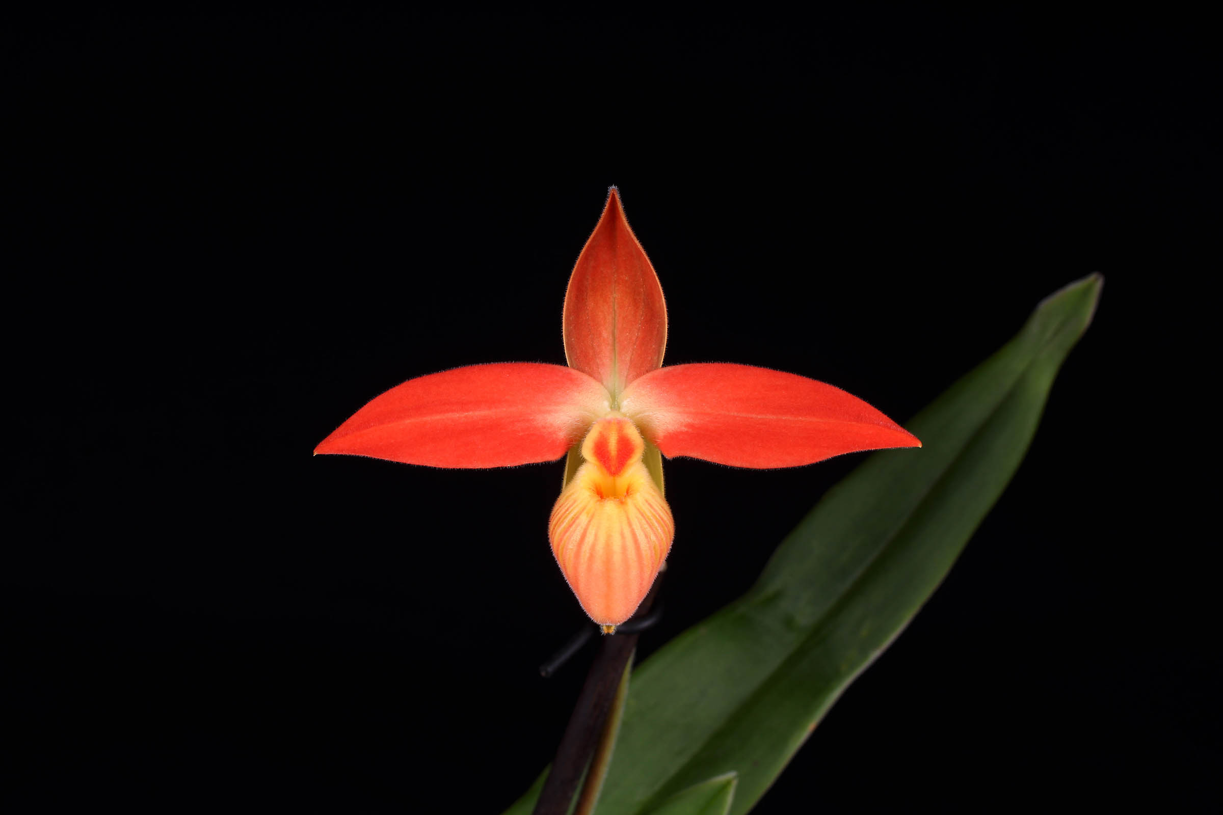 Phragmipedium dalessandroi