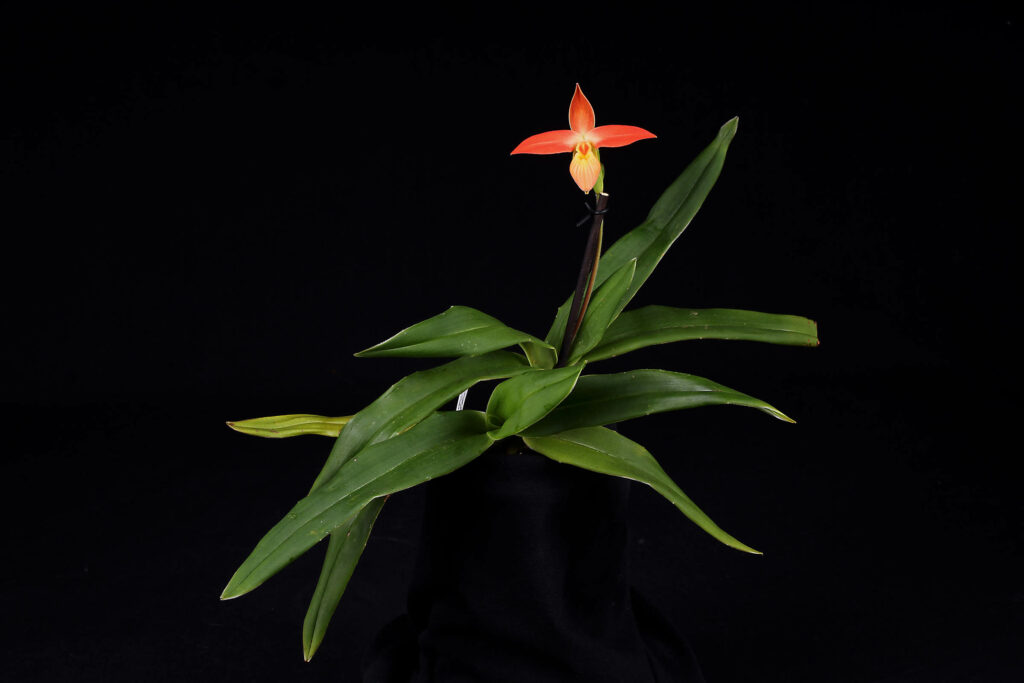 Phragmipedium dalessandroi