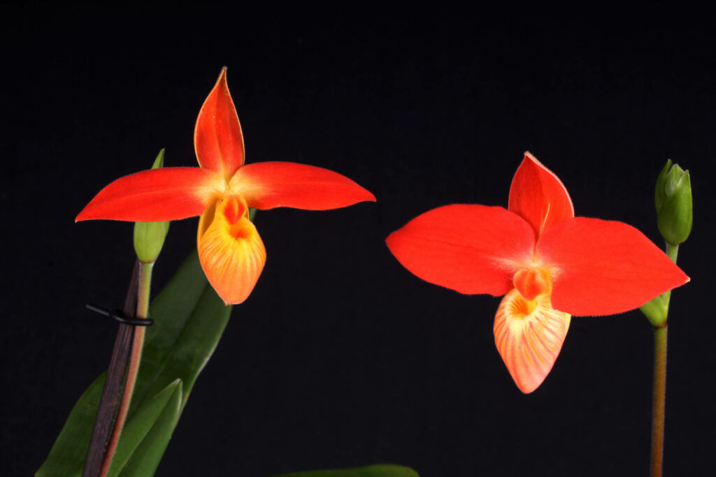 Phragmipedium dalessandroi