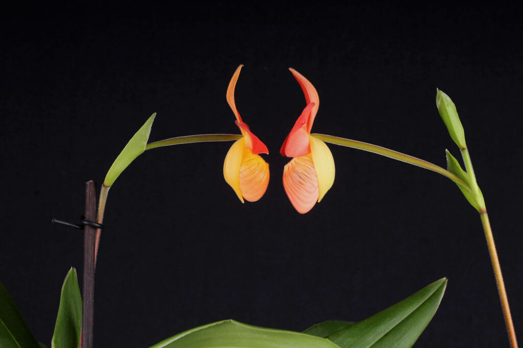 Phragmipedium dalessandroi