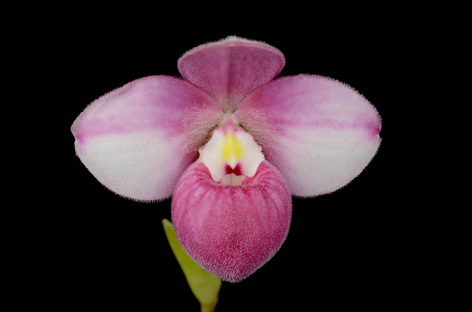 Phragmipedium fischeri