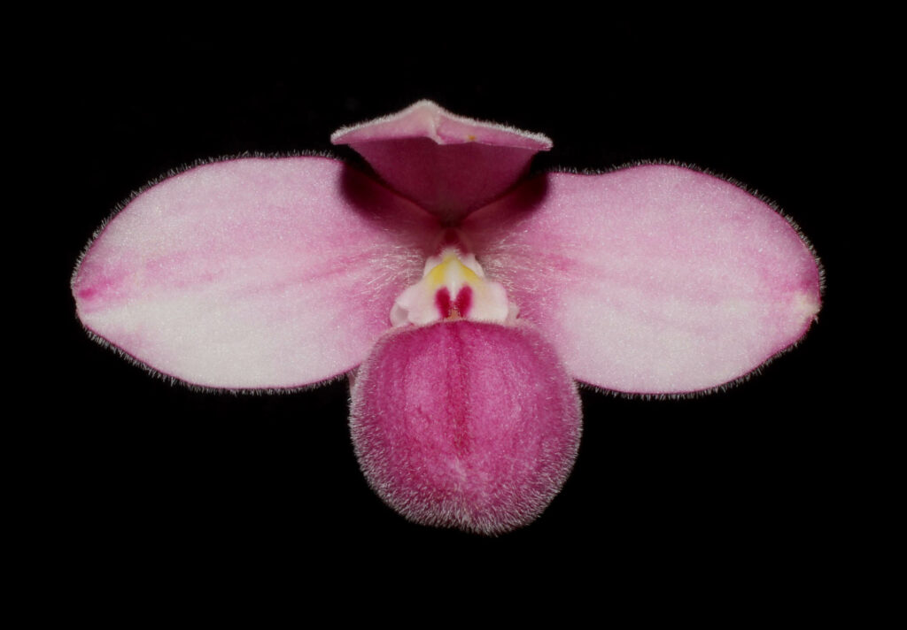 Phragmipedium fischeri