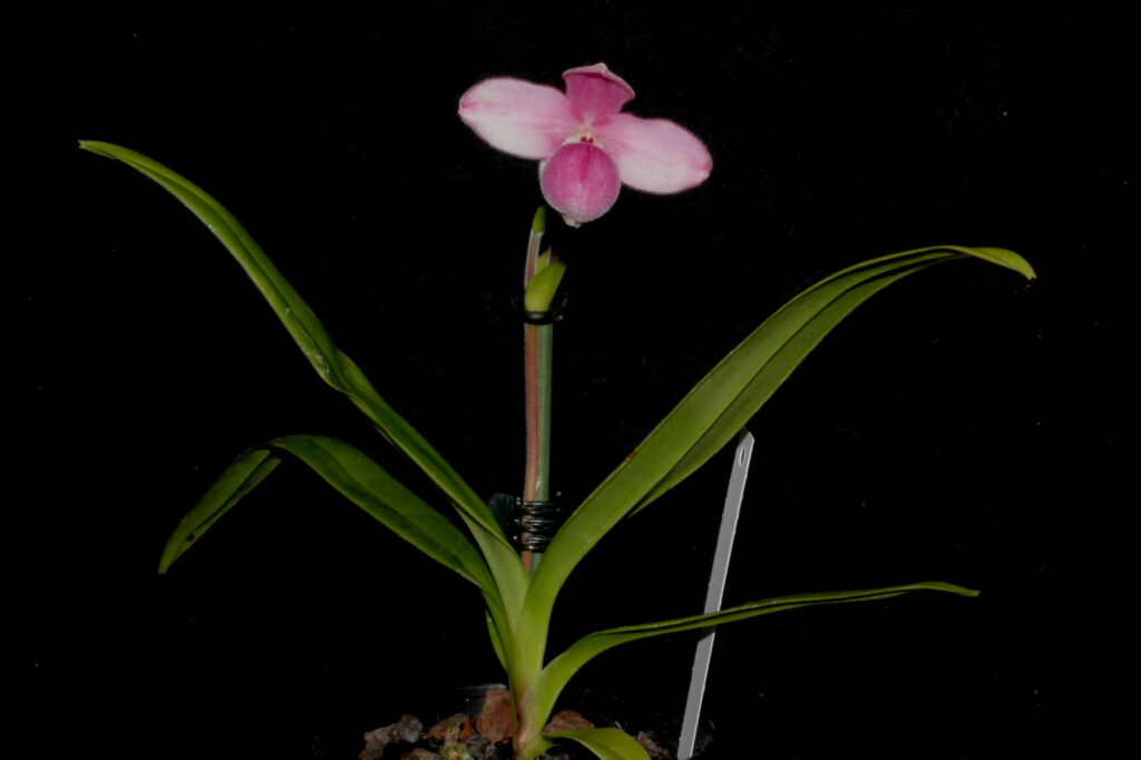 Phragmipedium fischeri