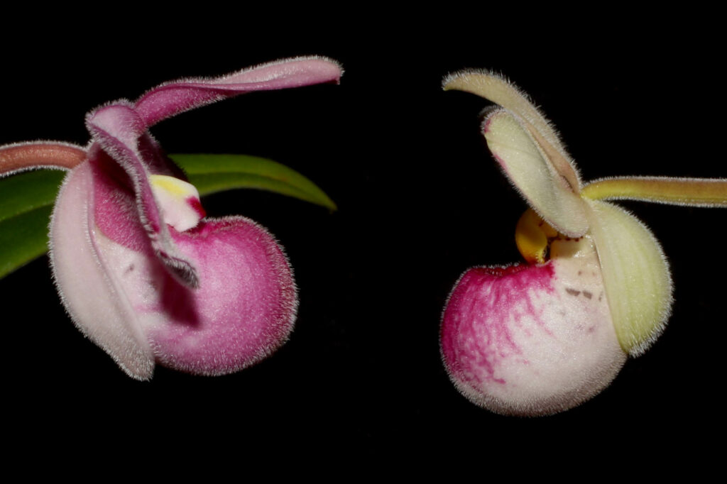 Phragmipedium fischeri