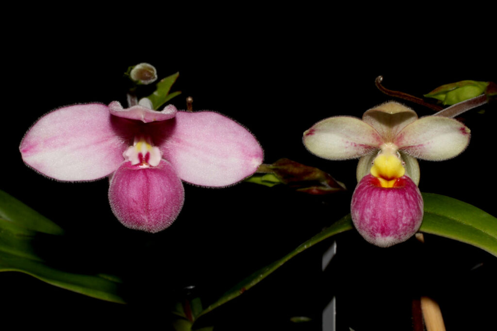 Phragmipedium fischeri