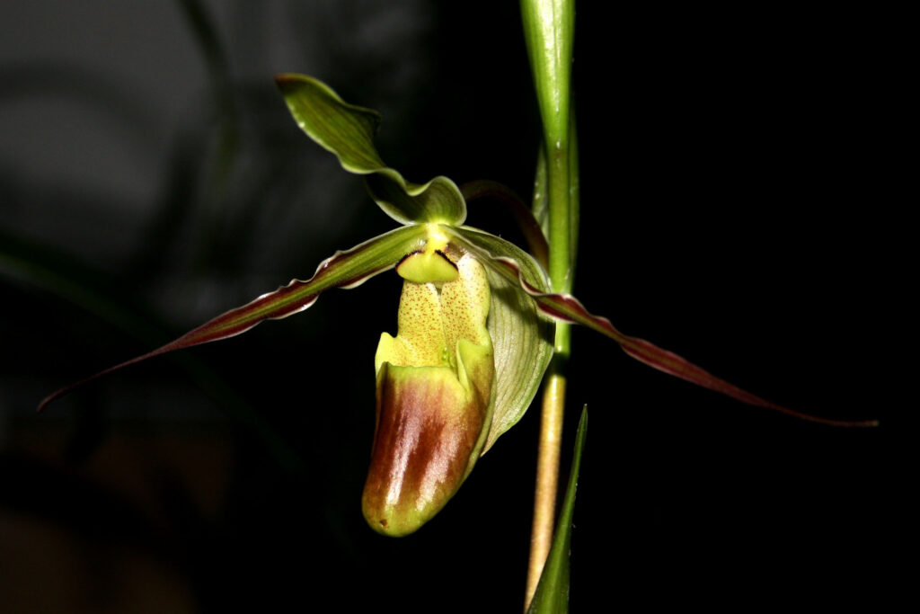 Phragmipedium longifolium