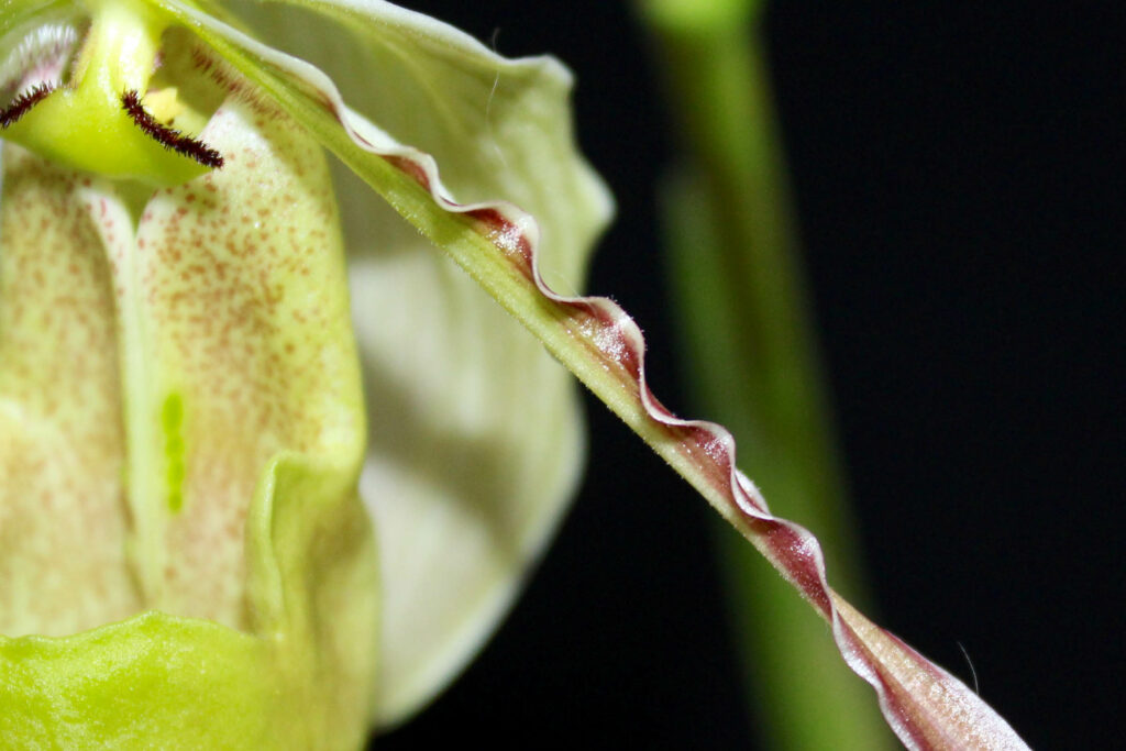 Phragmipedium longifolium