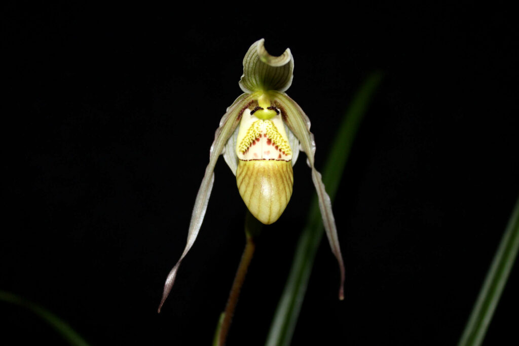 Phragmipedium pearcei