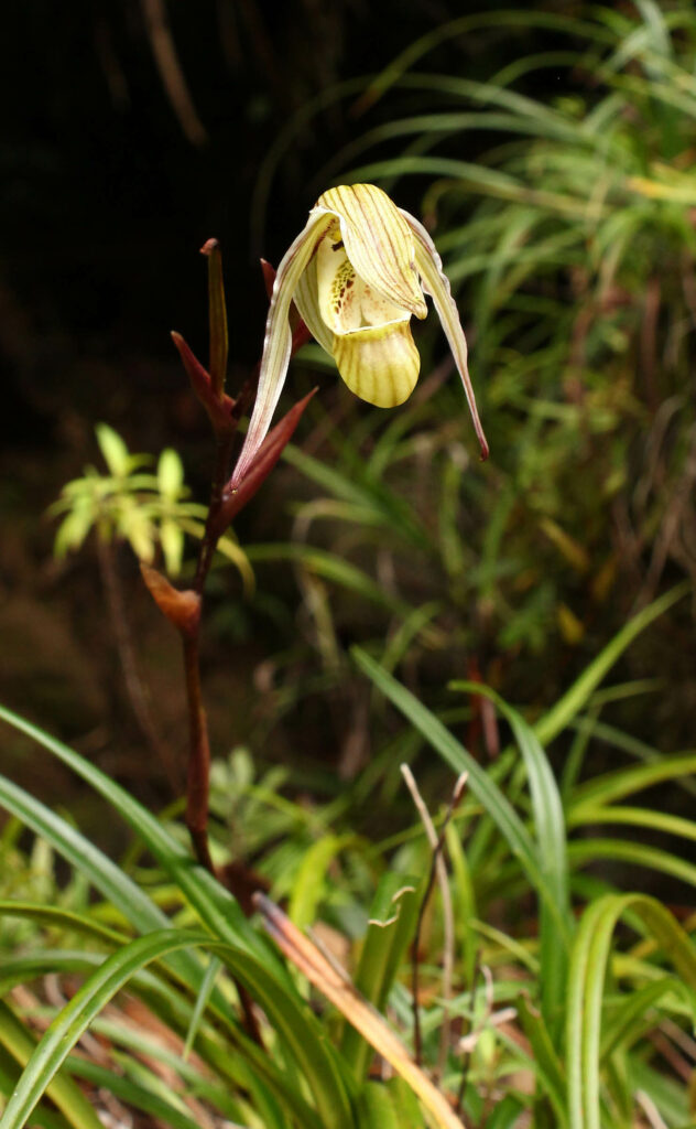 Phragmipedium pearcei