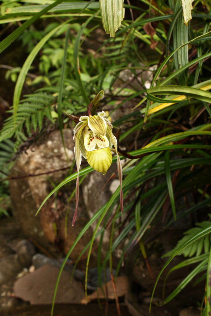 Phragmipedium pearcei