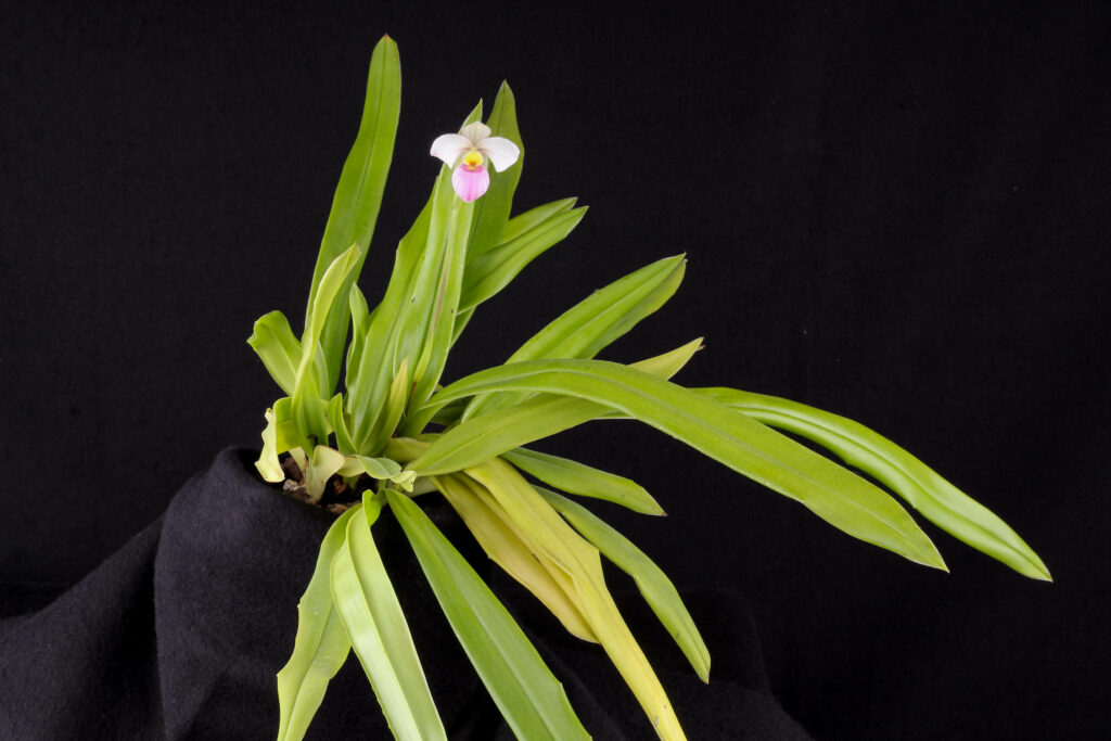 Phragmipedium schlimii