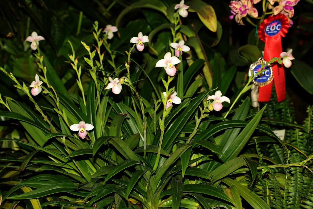 Phragmipedium schlimii 'Dario'