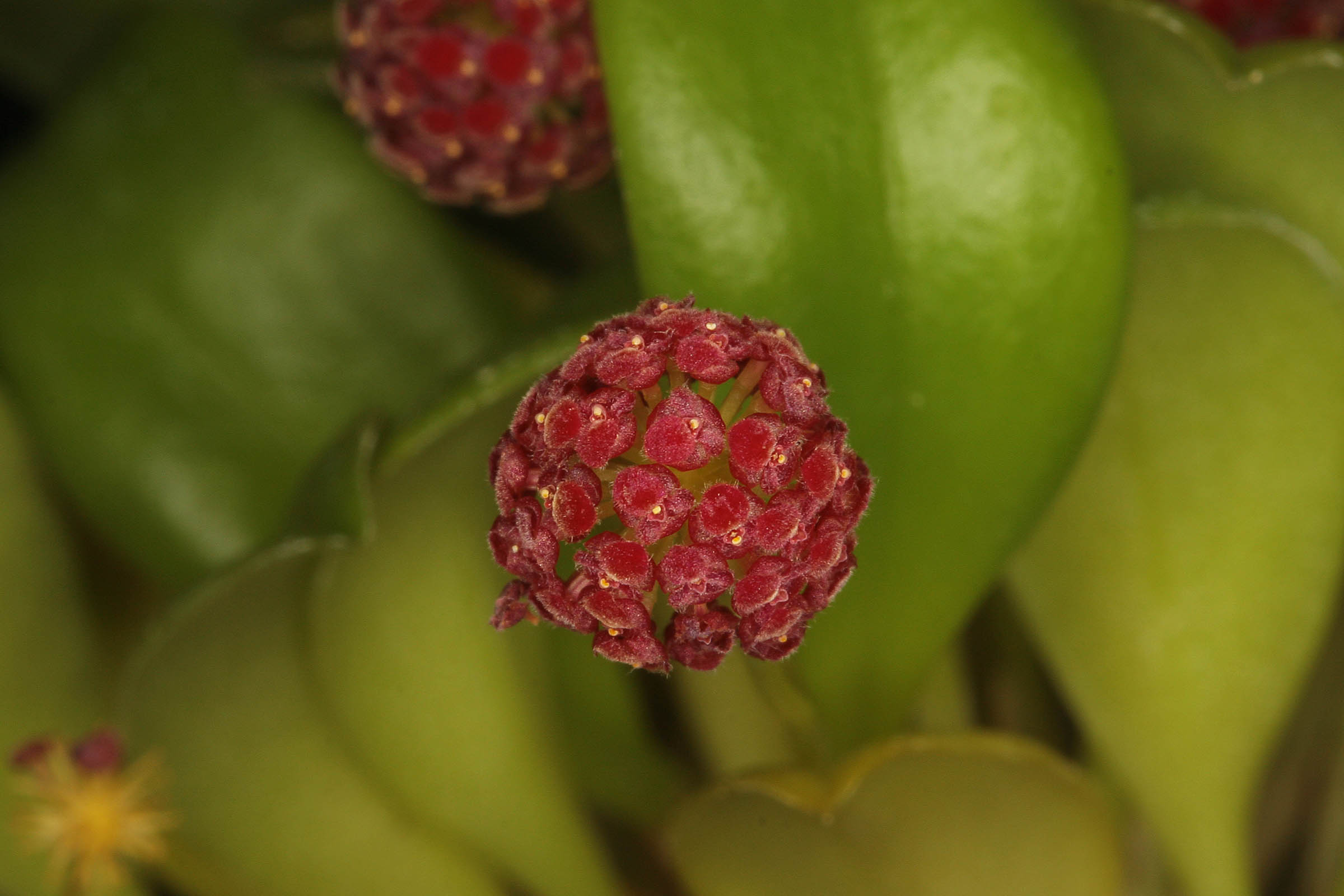 Platystele umbellata