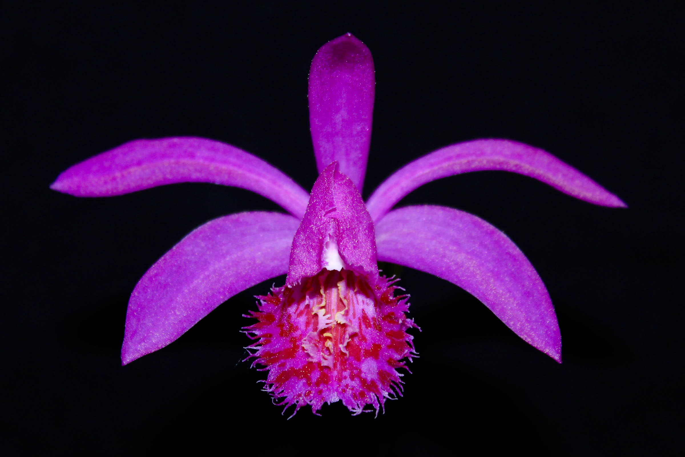 Pleione Berapi