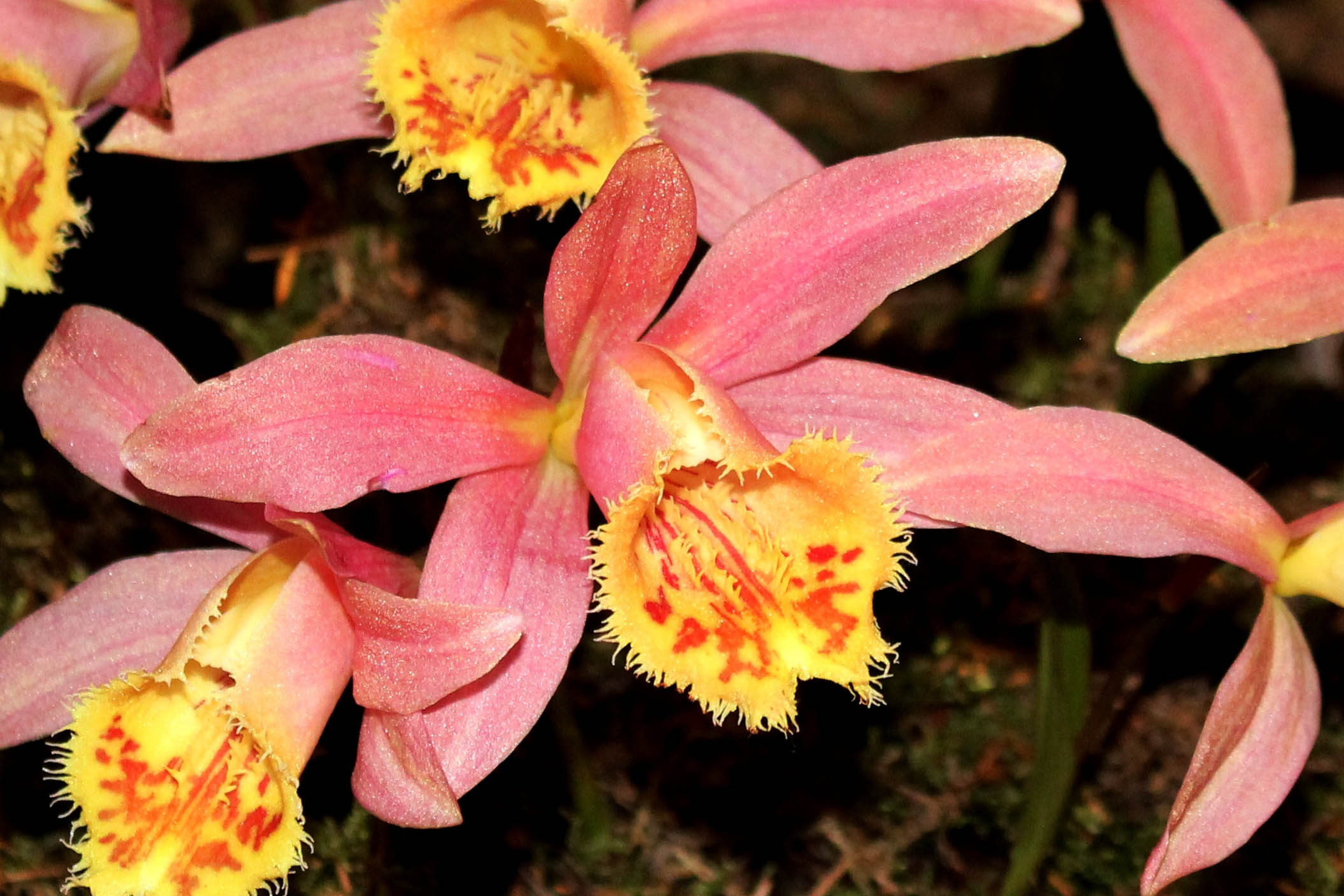 Pleione Orizaba