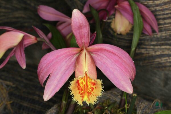 Pleione Rakata 'Shot Silk Malea'