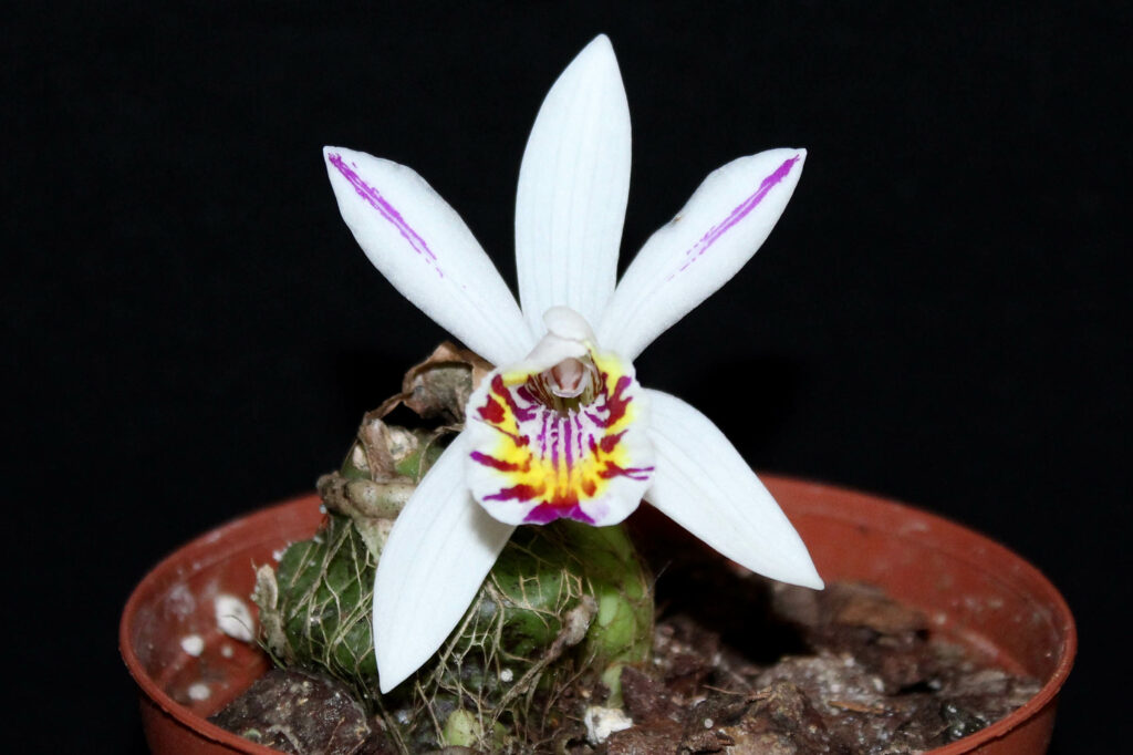 Pleione maculata