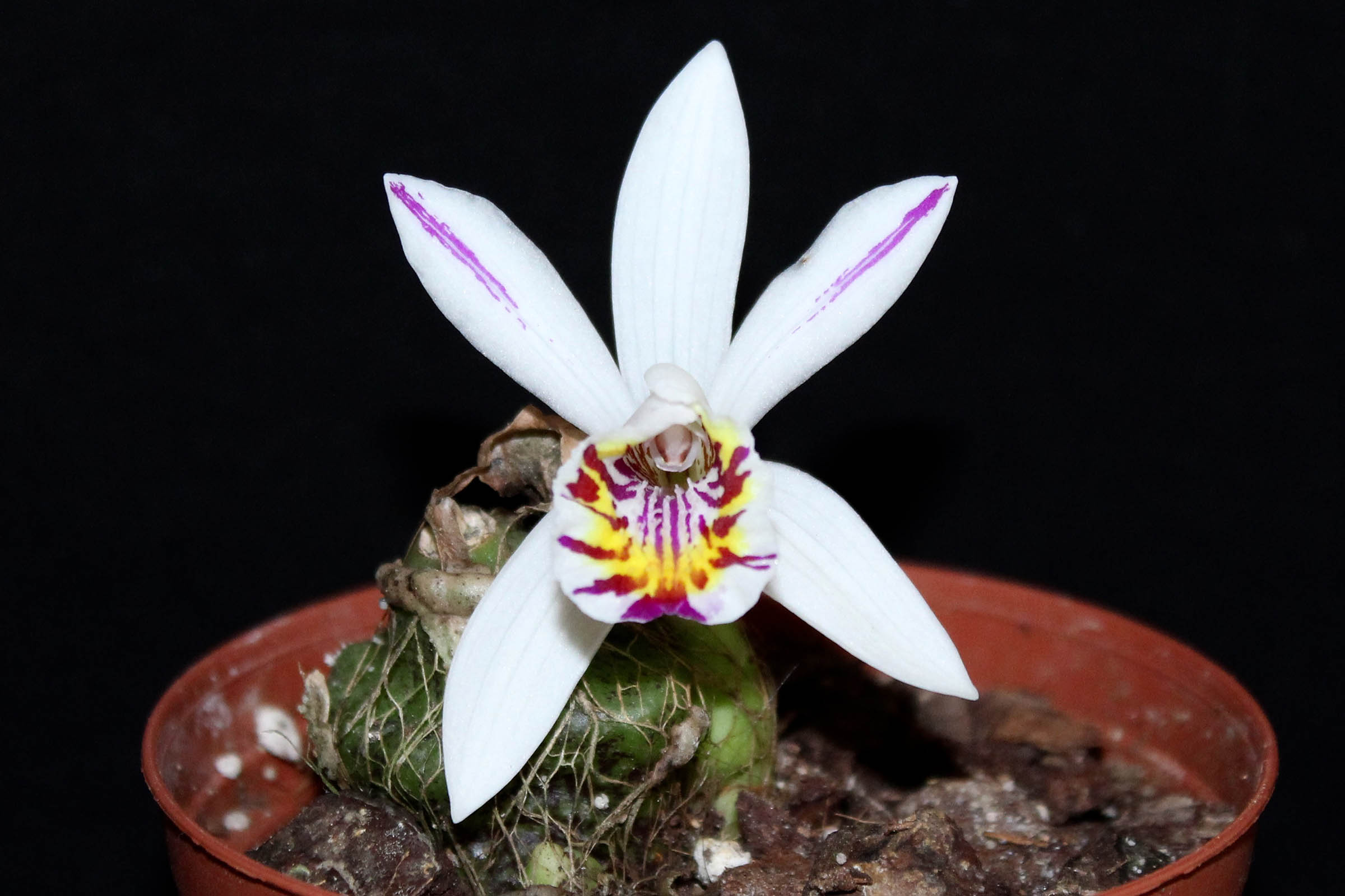 Pleione maculata