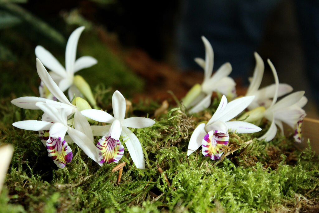 Pleione maculata