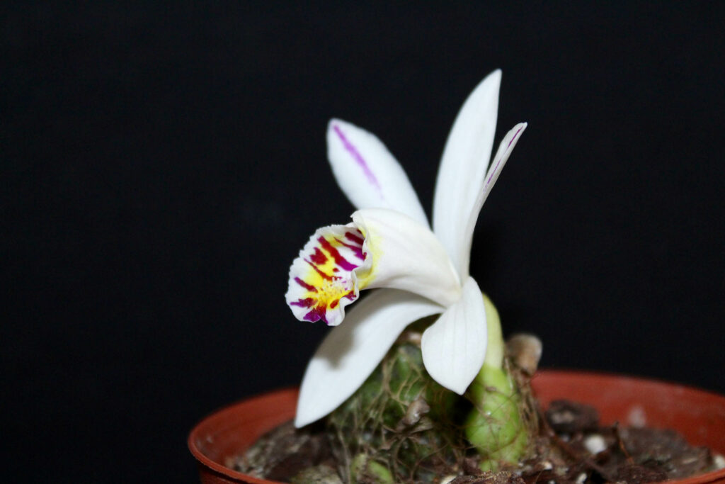 Pleione maculata