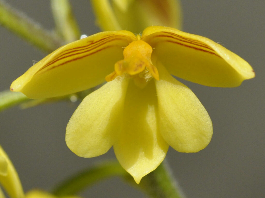 Polystachya pubescens