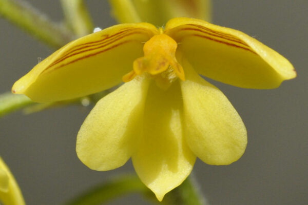 Polystachya pubescens