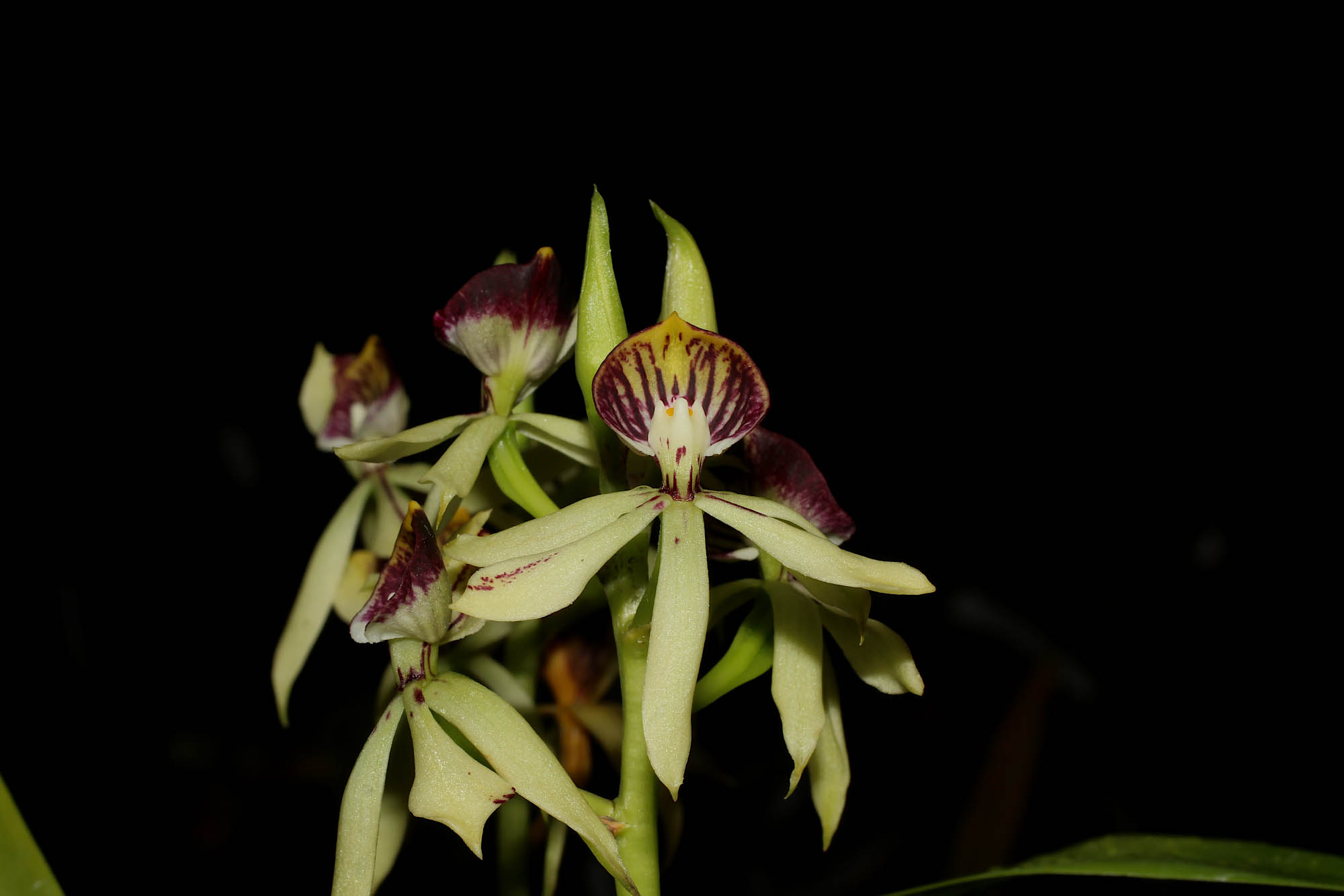 Prosthechea Green Hornet