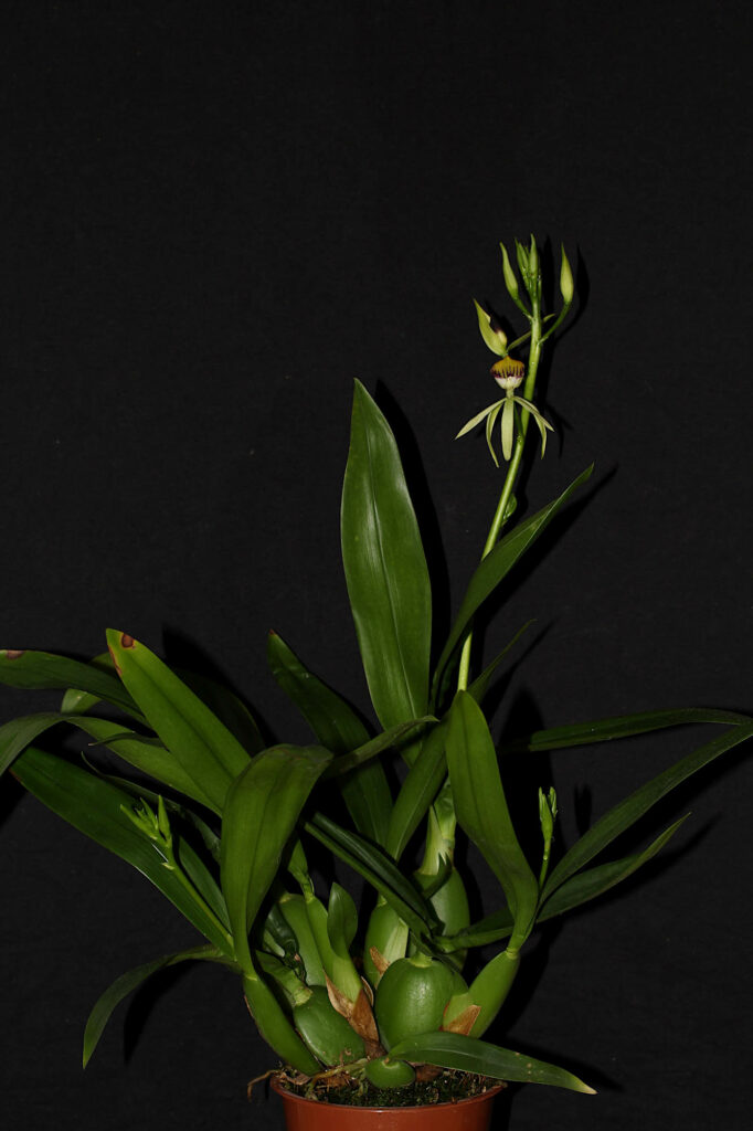 Prosthechea Green Hornet