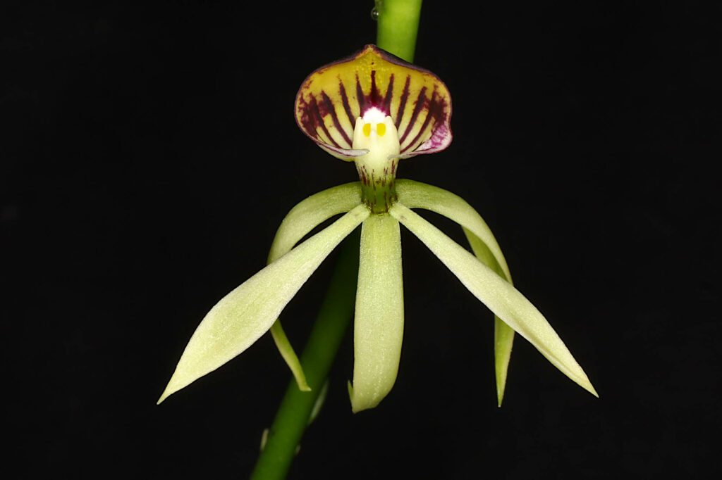 Prosthechea Green Hornet