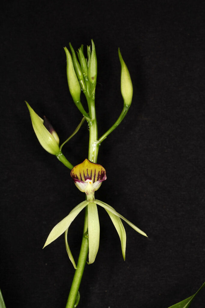 Prosthechea Green Hornet