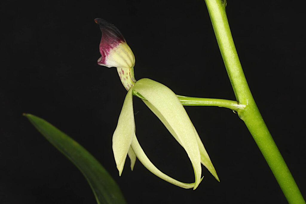 Prosthechea Green Hornet