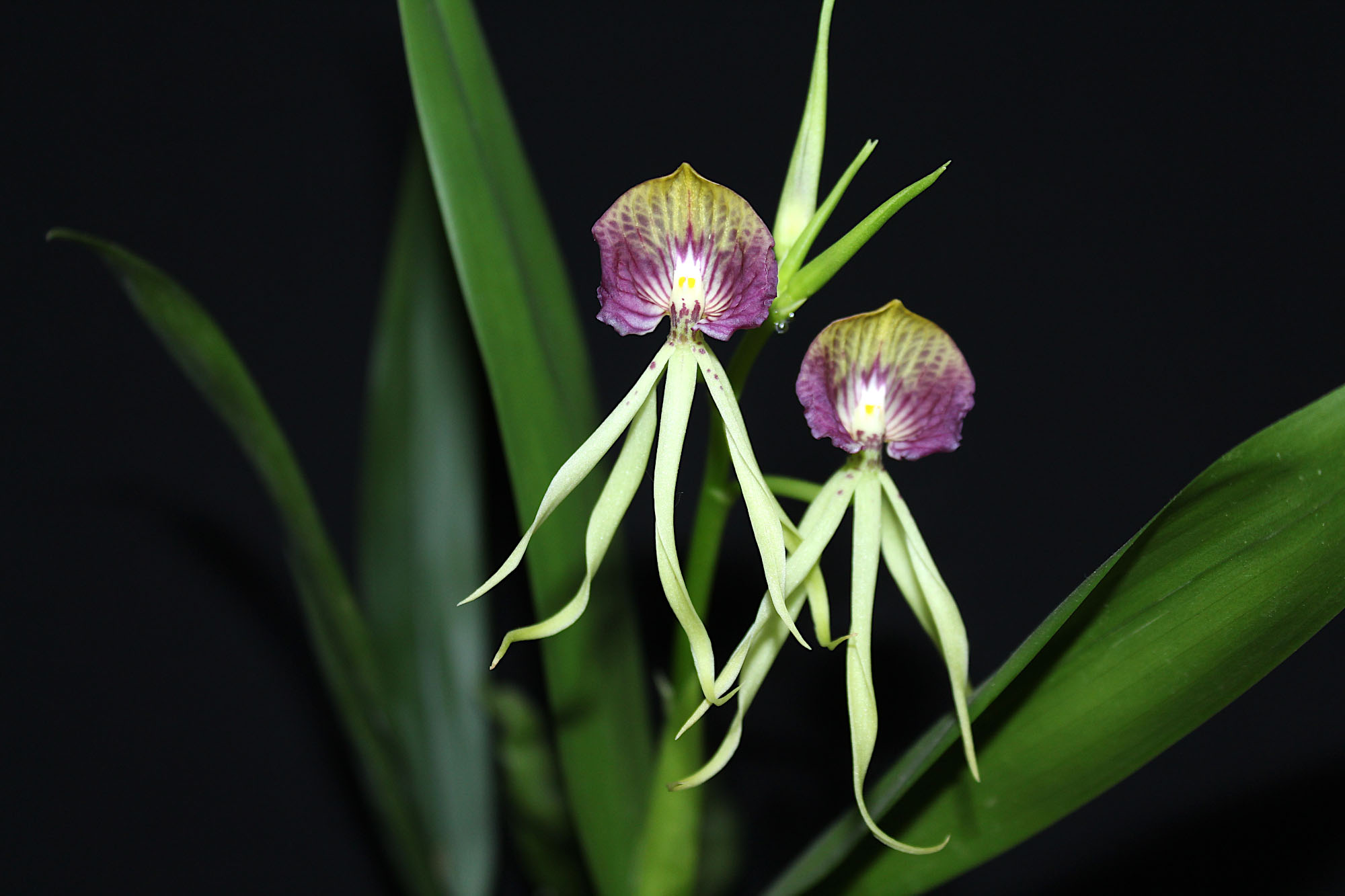 Prosthechea cochleata