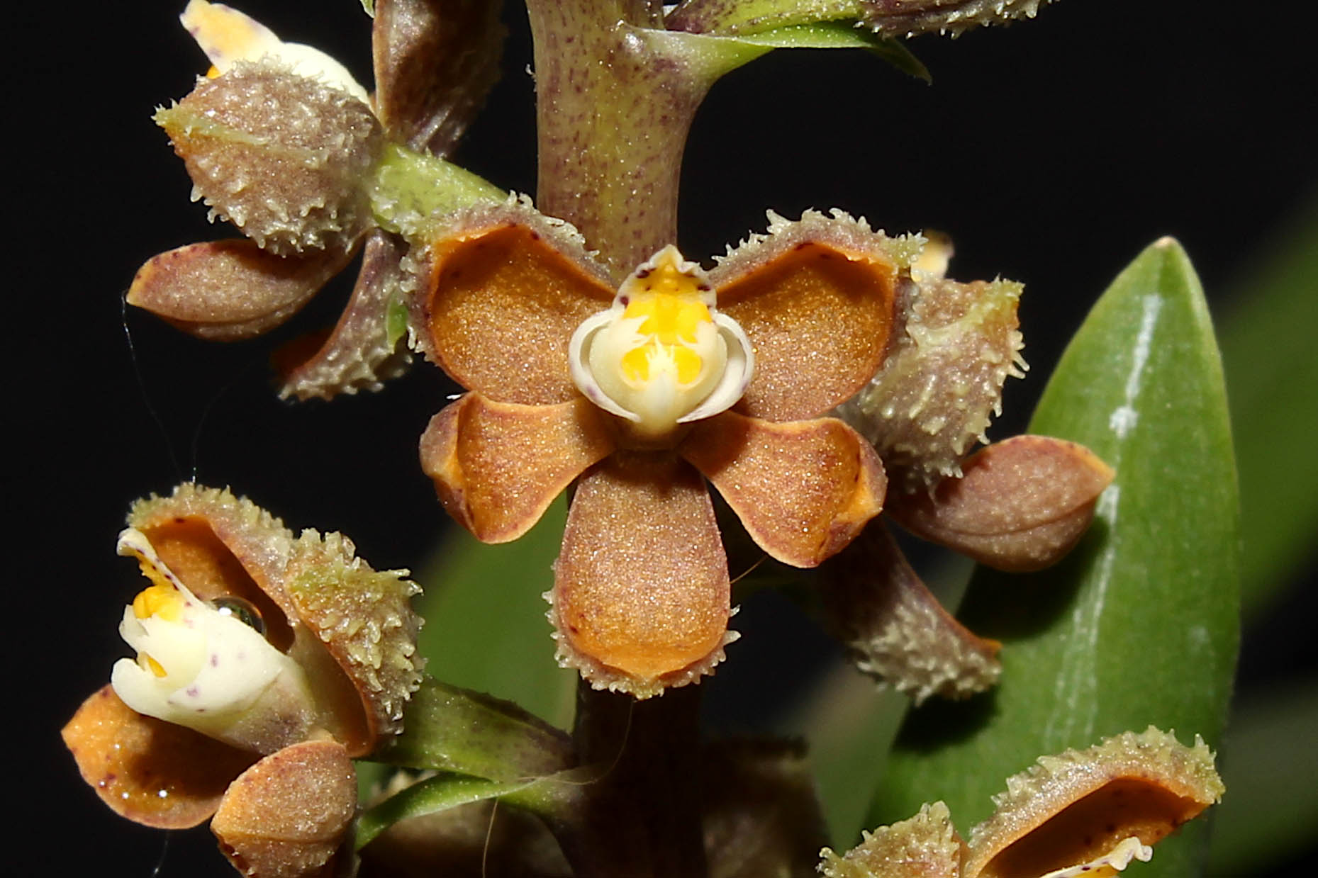 Prosthechea guttata