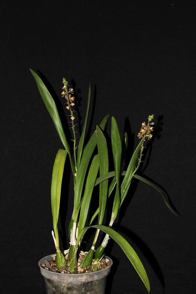 Prosthechea guttata