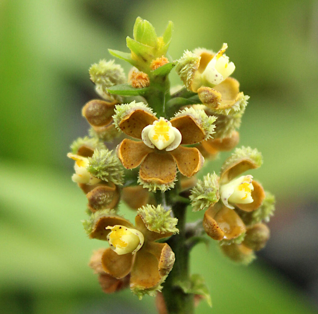 Prosthechea guttata