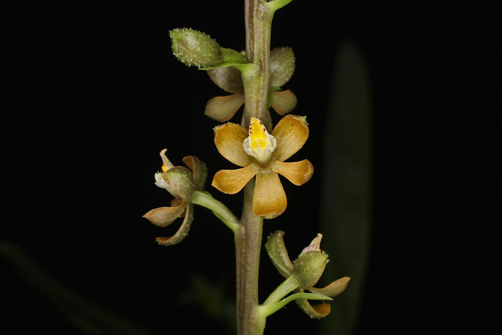 Prosthechea guttata