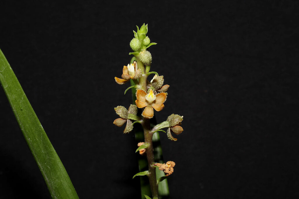 Prosthechea guttata