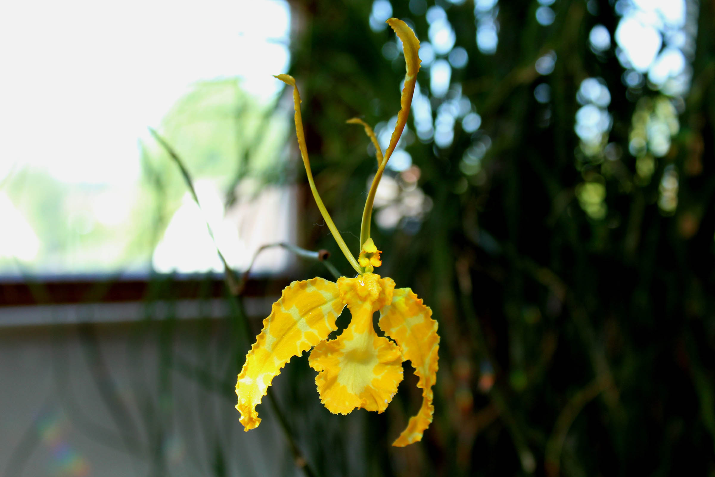 Psychopsis Mariposa