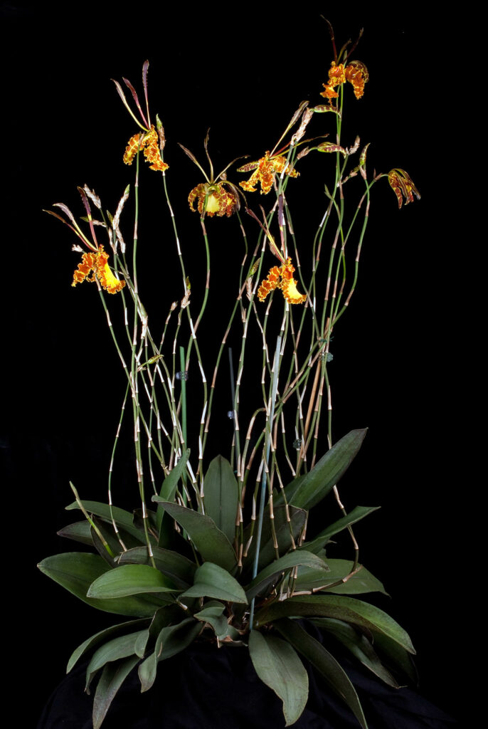 Psychopsis Mariposa