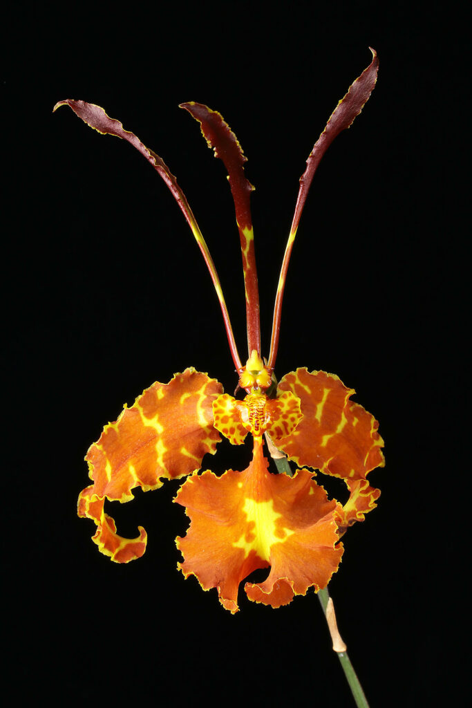 Psychopsis Mariposa