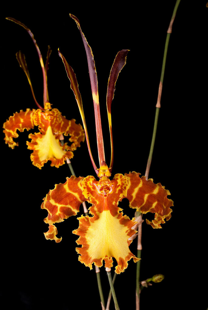 Psychopsis Mariposa