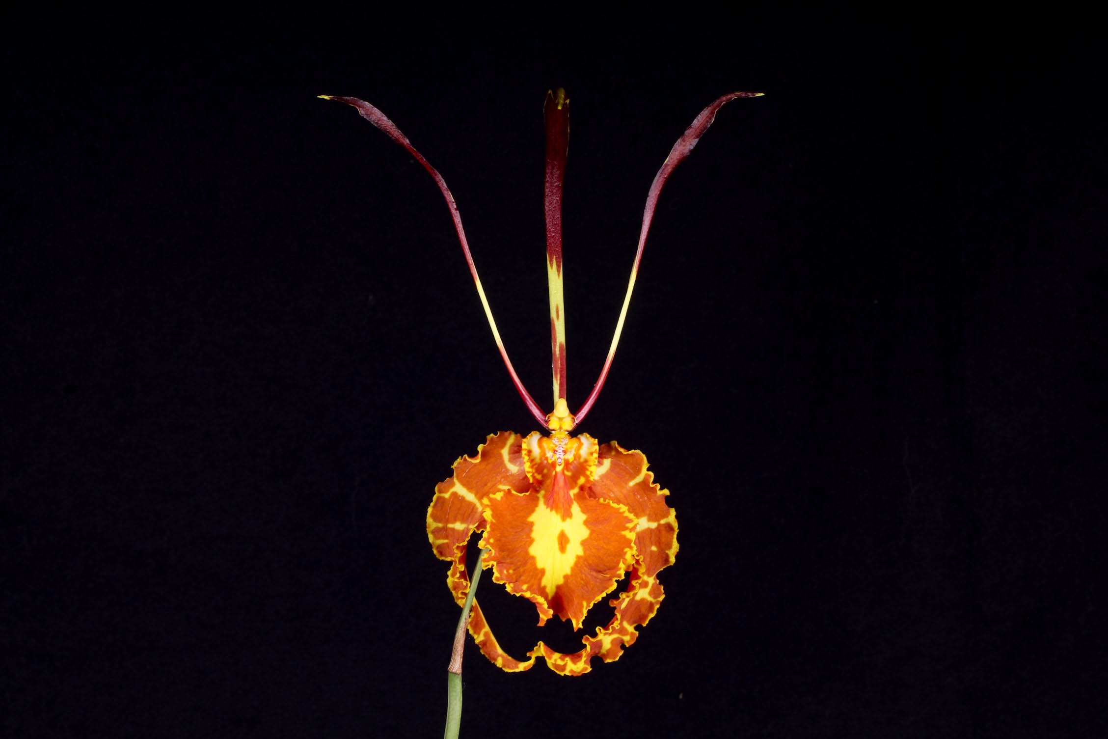 Psychopsis papilio