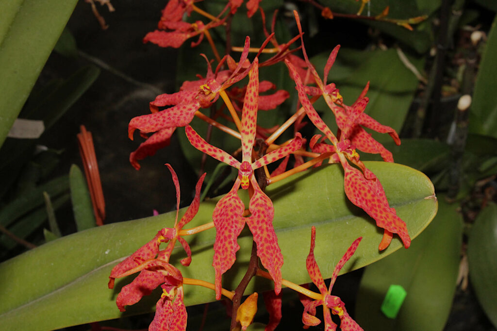 Renanthera Elke Cramer