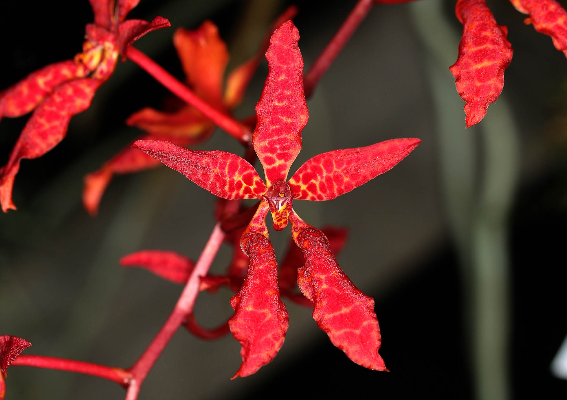 Renanthera bella