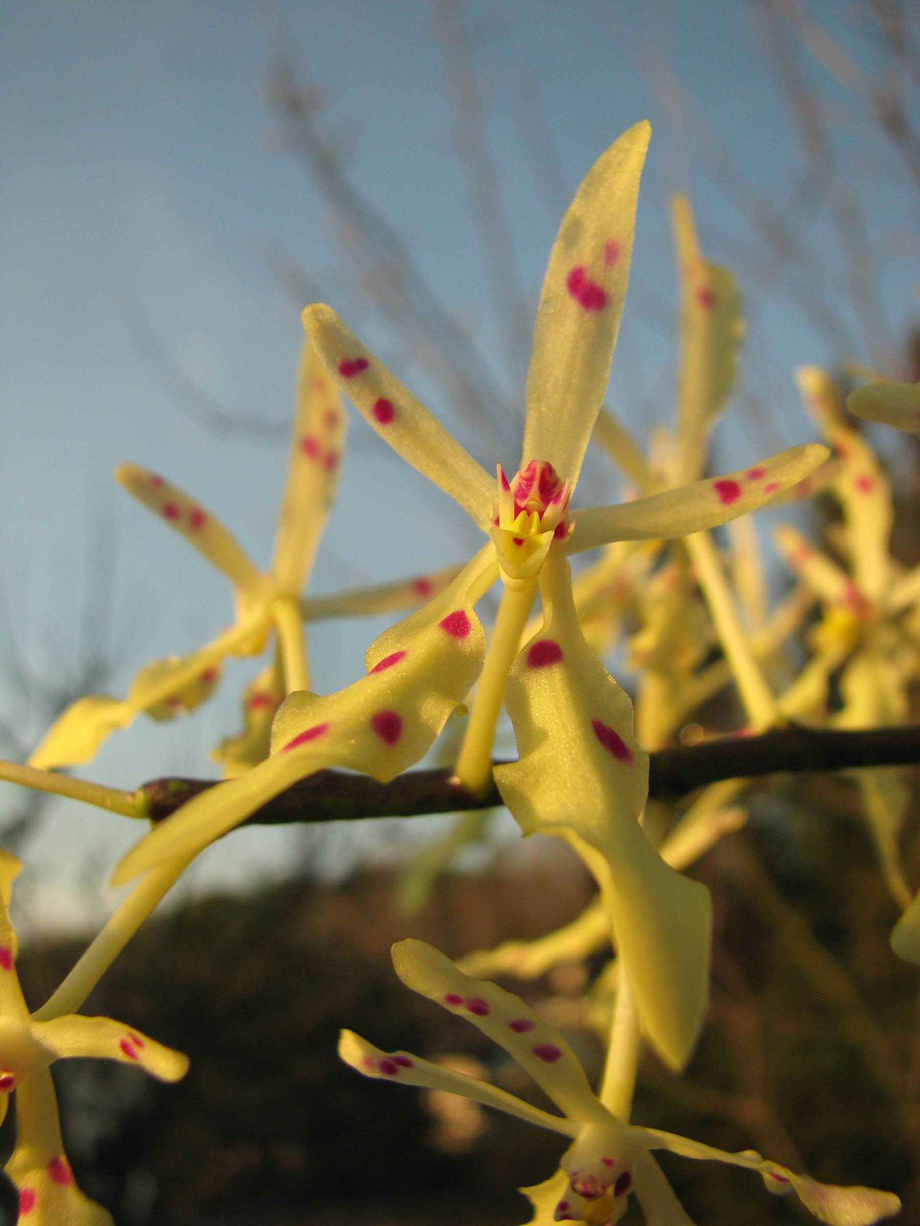 Renanthera citrina