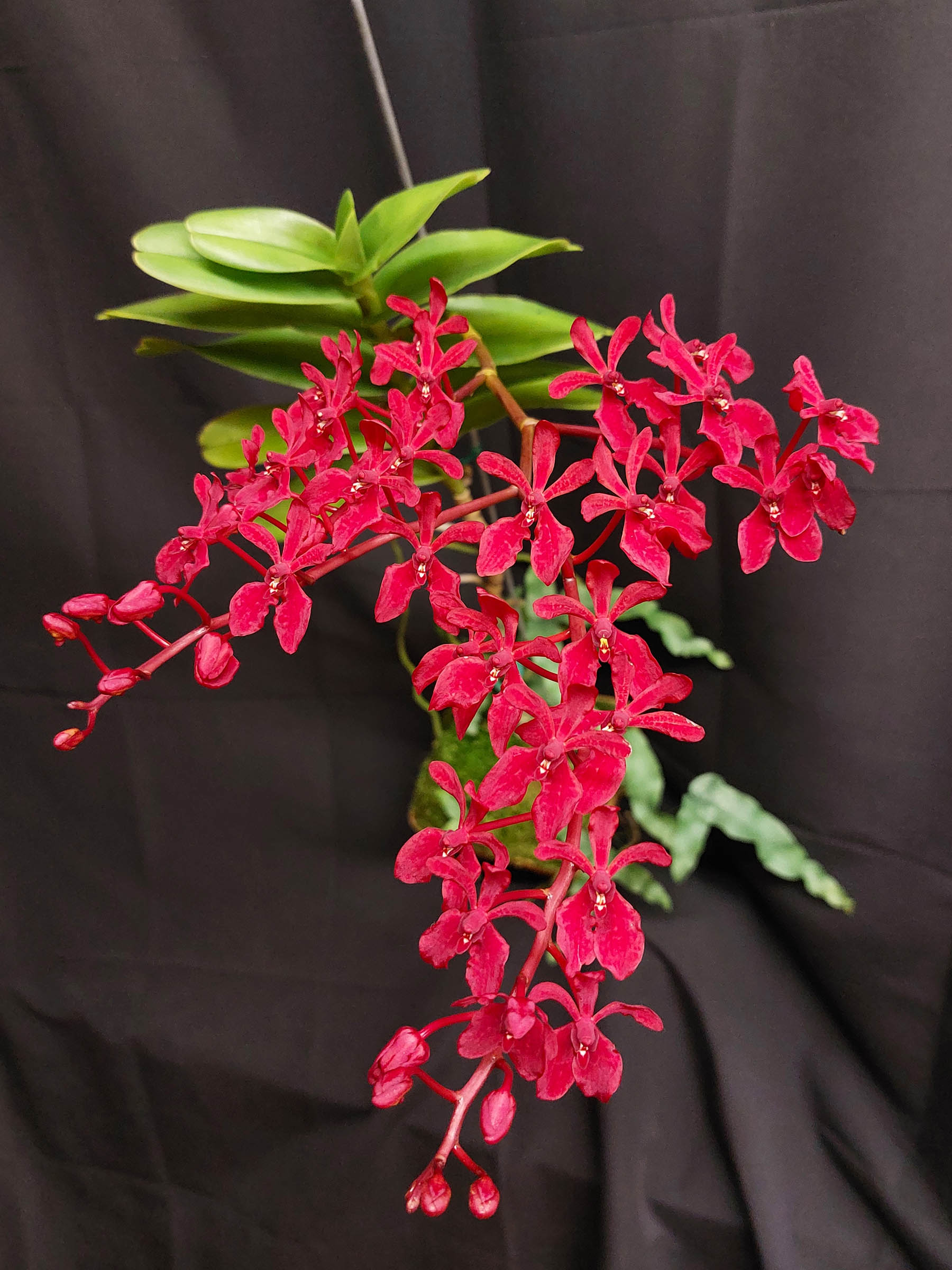 Renanthera philippinensis 'Edelfeld'