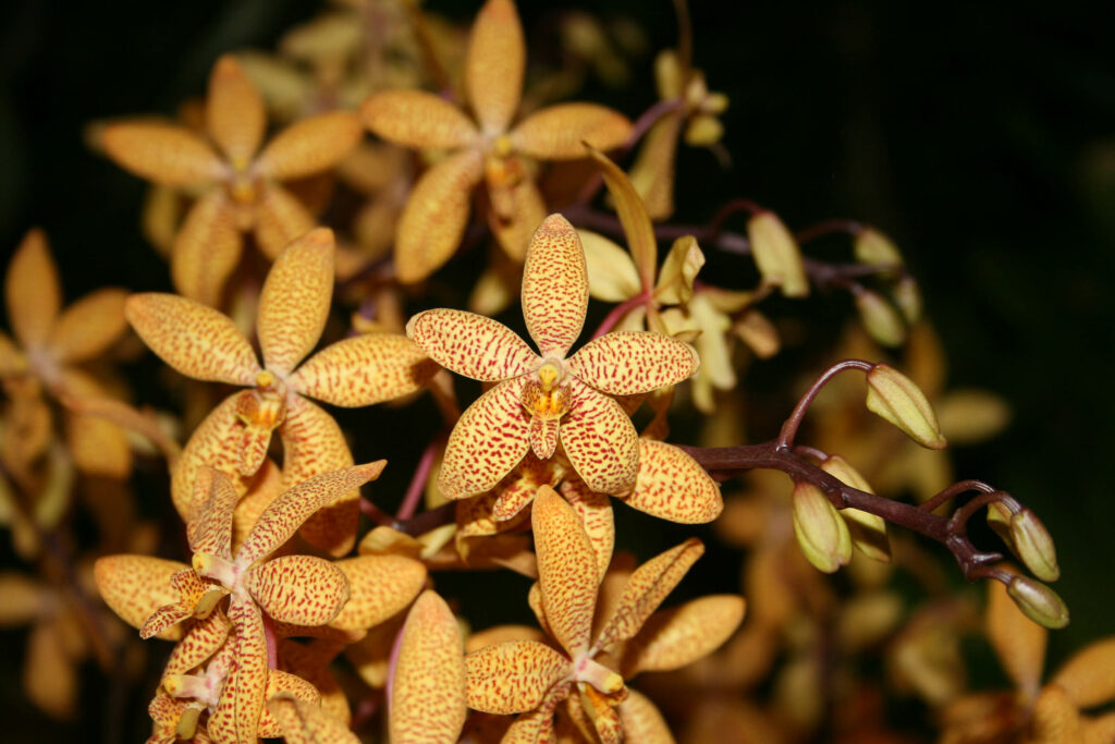 Renanthopsis Mildred Jameson